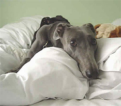 Greyhound relaxing at home