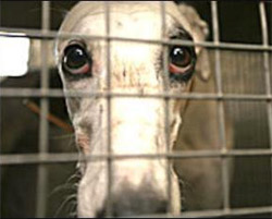 Fair Treatment for Racing Greyhounds: Don't bet on it