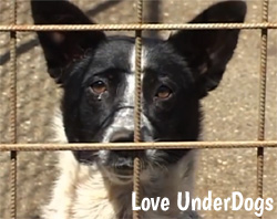 Can you help Love UnderDogs