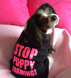 Lucy's Law Stop Puppy Farming