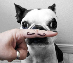Canine Prostate Awareness Movember dog with moustache