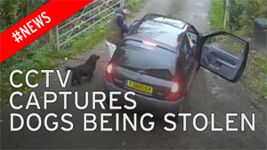 Image from CCTV of dogs being stolen