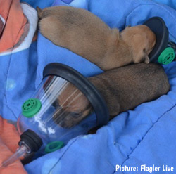 puppies in pet oxygen masks