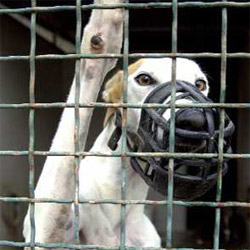 Racing greyhound in cage and muzzle