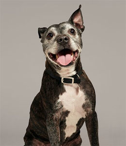 Battersea opposes addition of the Staffie to banned breeds