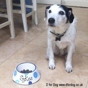 Sykes and his new personalised dog bowl