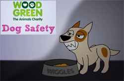 Wood Green dog safety video and workshops