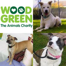 Wood Green Animal Charity Restricts Viewing of Dogs