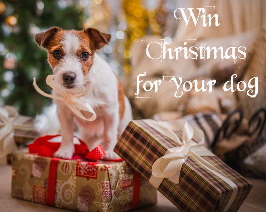 D for Dog Christmas Quiz 2016