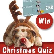 Dog Christmas quiz competition