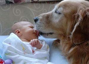 cute dog and baby pic