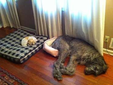 Big Dogs in Small Beds