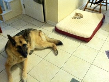 tiny cat on dogs bed, dog on the floor