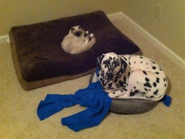 big dog in small bed