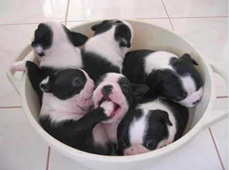 cute puppies in a bowl