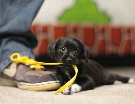 puppy chewing shoe lace