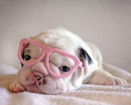 cute puppy in pink sunglasses