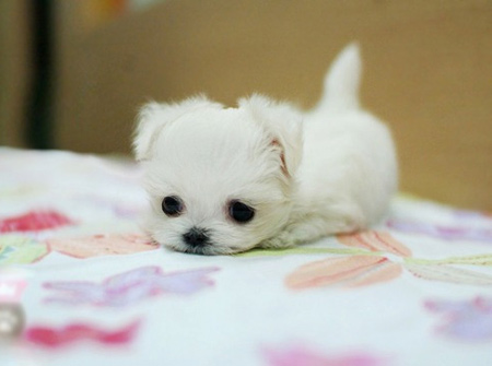 very cute little white puppy