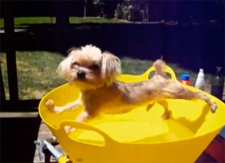 funny little dog tries to avoid bath water