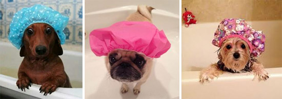 dogs in shower caps