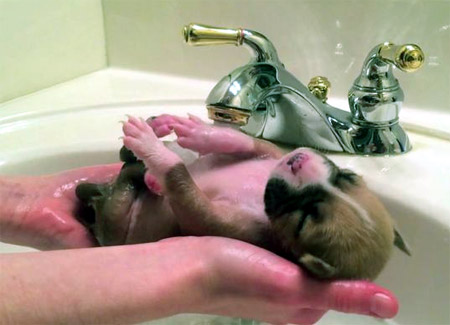 puppy getting wash under tap