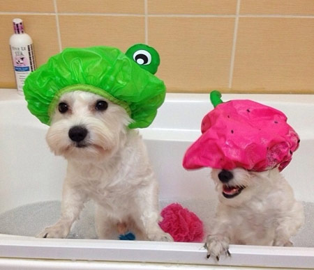 cute dogs in bath hats
