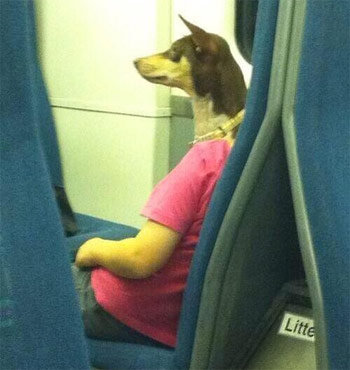 dog photobombs man on train