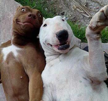 dogs take a selfie