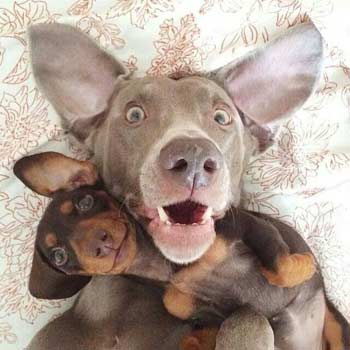 cute dog pals take a selfie