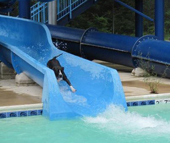 dog playing on water slide
