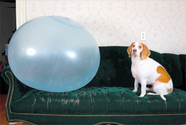 funny video clips of dogs playing with balloons