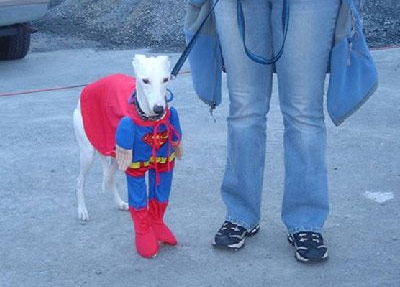 funny superman dog
