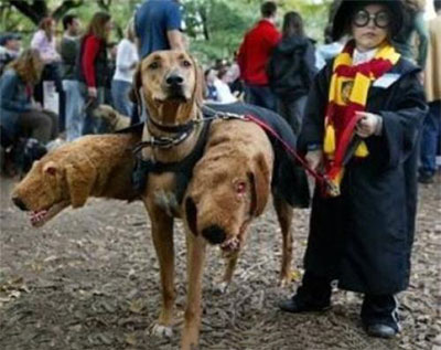 three headed Harry Potter dog costume