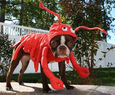 funny halloween pic dog lobster