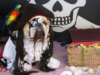 funny dog in pirate costume