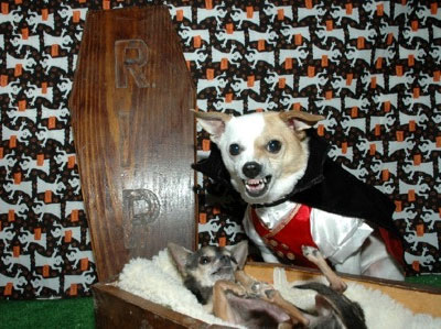 halloween vampire dogs with coffin