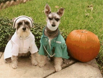 funny halloween dog doctor and nurse with pumpkin