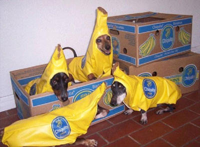 funny dogs dressed as bananas