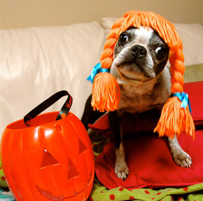 funny halloween pic dog in wig