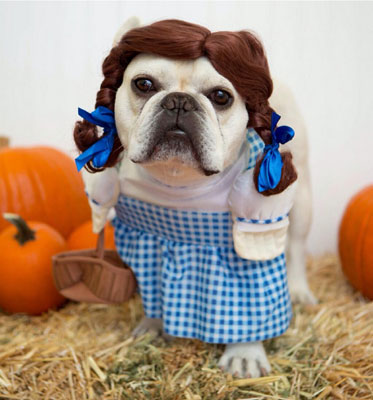 funny halloween pic Dorothy Wizard of Oz