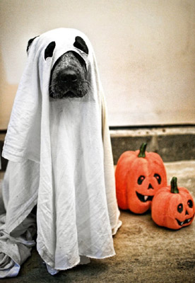 funny halloween pic dog ghost