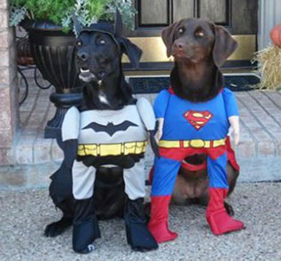 dogs dressed as batman and superman