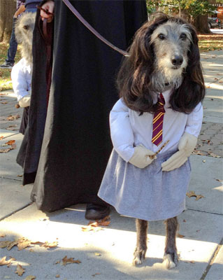funny pic of dog dressed up