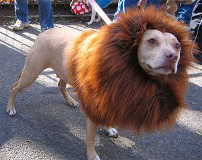 funny pic of dog as a lion