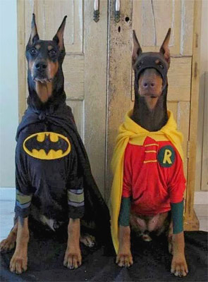 funny dogs in batman and robin suits