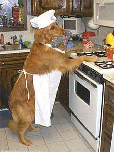 dog doing the cooking