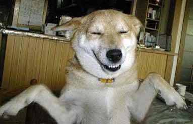 dog laughing