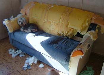 dog home alone wrecks sofa