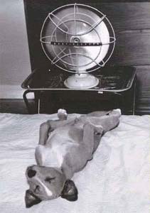 dog in front of a fan to keep cool