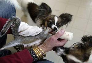 Squirrel Adopted by Papillon